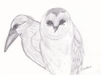 Owl and raven